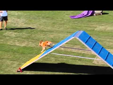 Small Dog Agility – 2013 Purina® Incredible Dog Challenge® Las Vegas