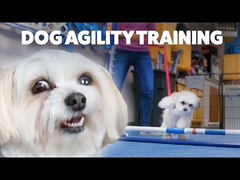 A Rescue Dog Tries Agility Training For The First Time • Doggie Destinations