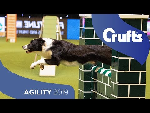 Agility – Championship Final | ​Crufts 2019