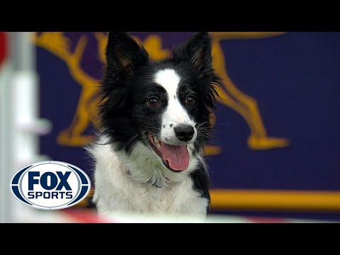 Watch Fame(US) win the 2018 Masters Agility Championship | FOX SPORTS