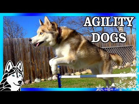 JUMP OVER EVERYTHING |  CAN HUSKIES DO AGILITY | DOG AGILITY