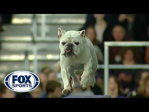 Watch Rudy the Bulldog crush the 2019 WKC Masters Agility course | FOX SPORTS