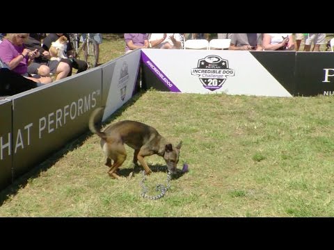 Full Large Dog Agility Competition – 2017 Purina® Pro Plan® Incredible Dog Challenge® Eastern