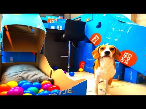 DIY Cardboard Dog Agility Course : Funny Beagle Dog Marie