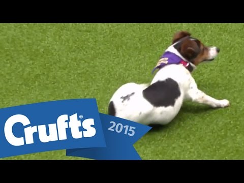 Rescue Dog Agility | Crufts 2015