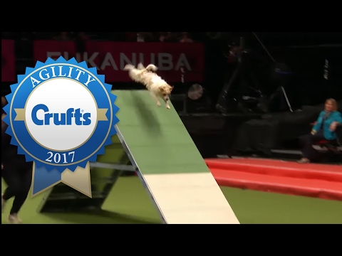 Rescue Dog Agility (ft. Olly the Jack Russell!) | Crufts 2017