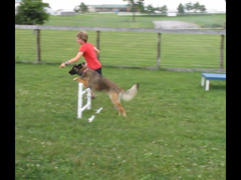 Beginner Dog Agility Training