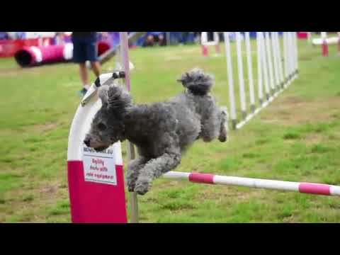 Dog Agility Music Video || Cheep Thrills Remix