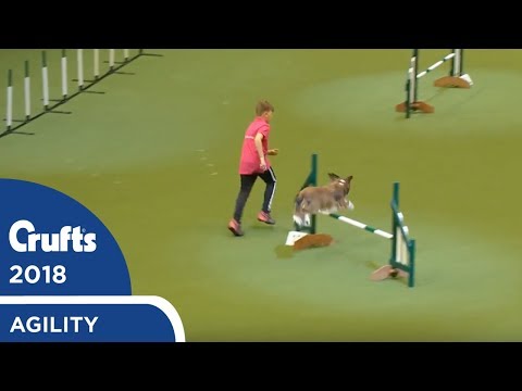 YKC Agility Dog of the Year | Crufts 2018