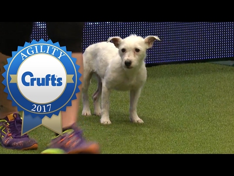 Agility – Crufts Singles Heat – Small (Agility) | Crufts 2017