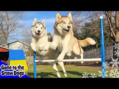 Husky Agility Challenge | Can Huskies do Agility | Dog Agility Course