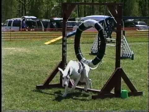 Funniest Dog Agility Bloopers