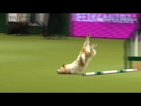 Tumbling Jack Russell wins hearts after bad dog show run