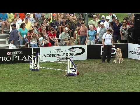 Large Dog Agility – 2013 Purina® Incredible Dog Challenge® St. Petersburg