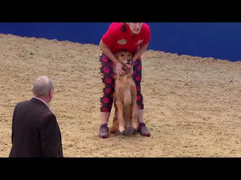 2019 OLIHS Kennel Club ABC Wednesday AFTERNOON