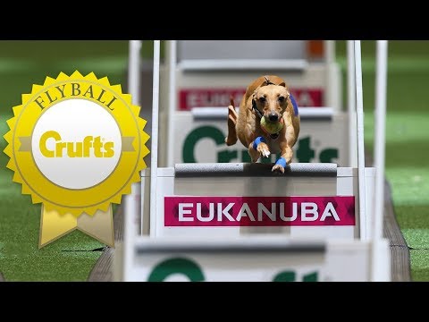 Meet Hustle and Shoots – The Fastest Dogs in Flyball!