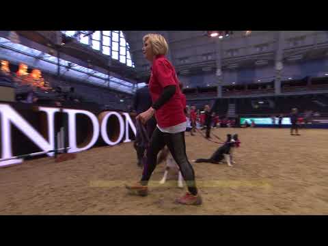 The Kennel Club Large Novice Dog Agility Semi Finals at Olympia 2017