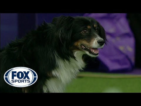 Check out the best of the 2019 WKC Masters Agility Championship | FOX SPORTS