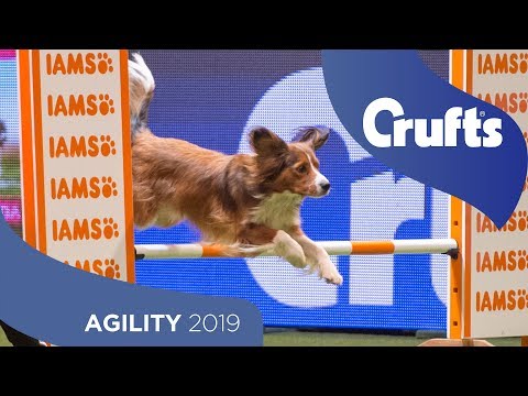 Young Kennel Club Agility Dog of the Year | Crufts 2019