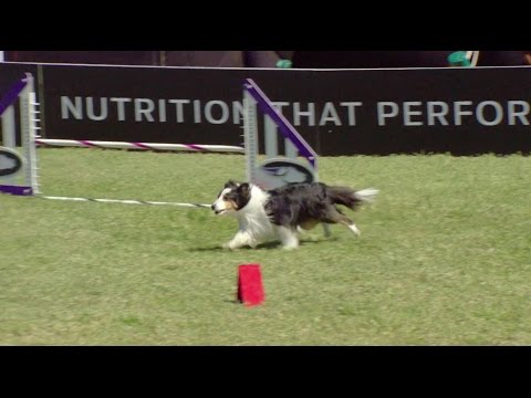 Full Small Dog Agility Competition – 2017 Purina® Pro Plan® Incredible Dog Challenge® Eastern