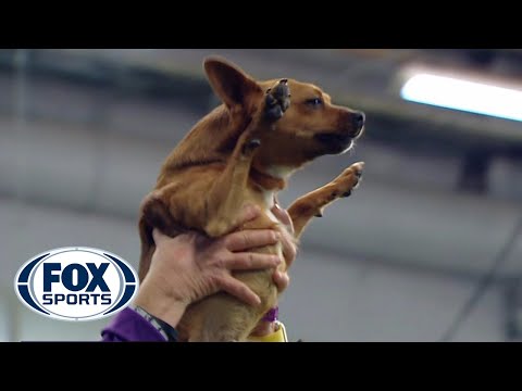 Best of the 2018 Masters Agility Championships | WESTMINSTER DOG SHOW (2018) | FOX SPORTS