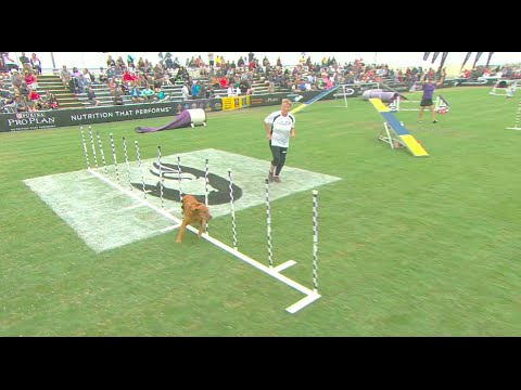 Large Dog Agility Competition – 2016 Purina® Pro Plan® Incredible Dog Challenge® Western Regionals