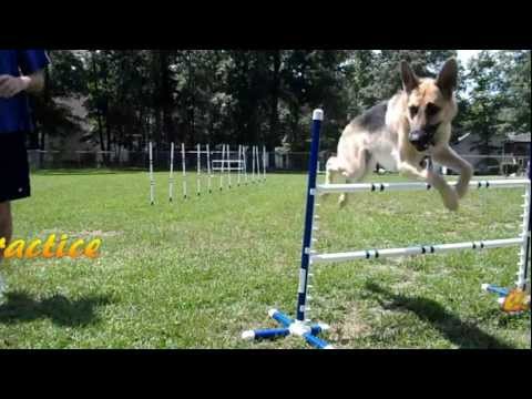 Leela the german shepherd dog (Agility 7)