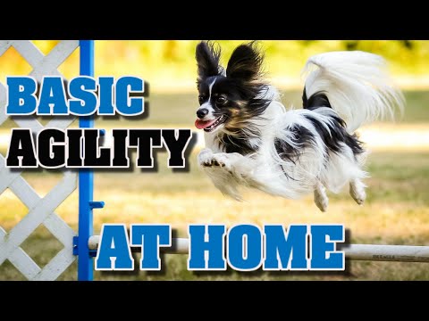 Teach basic agility to your dog at home