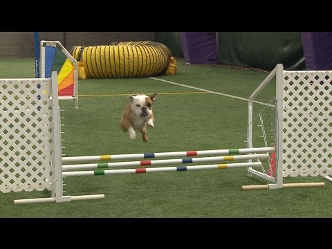 Meet Apricot, the top English bulldog in agility