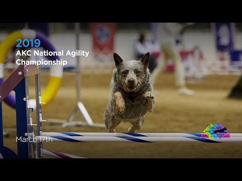 AKC 2019 National Agility Championships