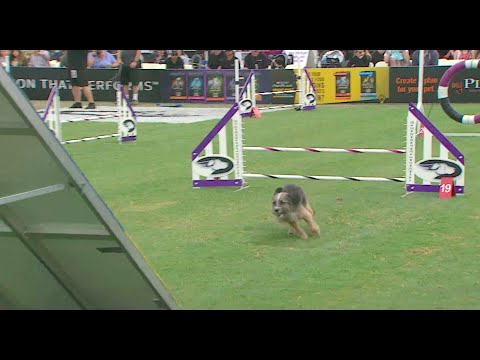 Small Dog Agility Competition – 2016 Purina® Pro Plan® Incredible Dog Challenge® Western Regionals