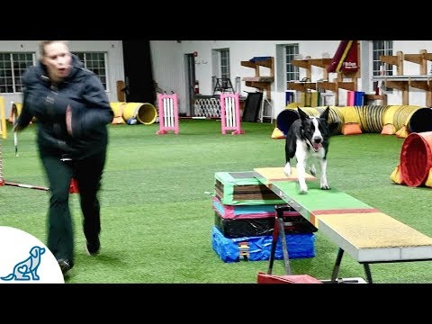 Dog Agility Training With Kayl McCann