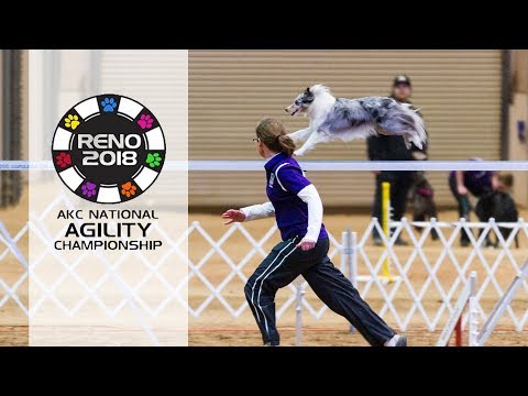 AKC 2018 National Agility Championship