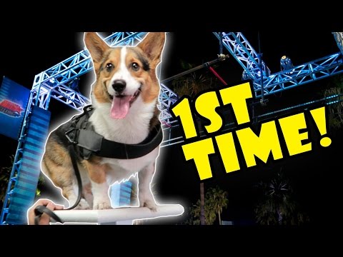 CORGI ATTEMPTS DOG AGILITY OBSTACLE COURSE FOR 1ST TIME