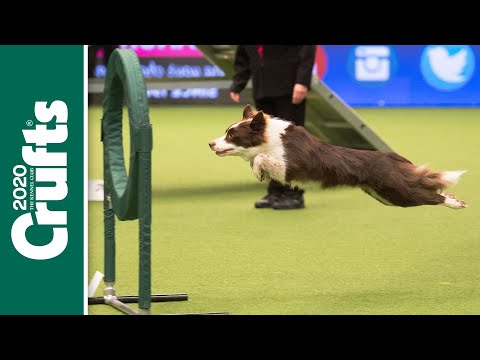 Can your dog do this? Dog Agility returns to Crufts 2020!