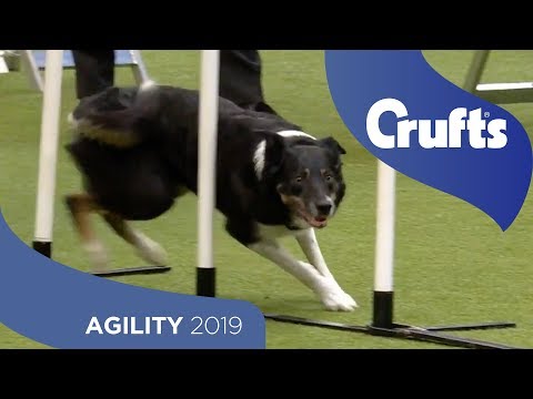 Agility – International Invitation – Large (Agility) – Finals | ​Crufts 2019