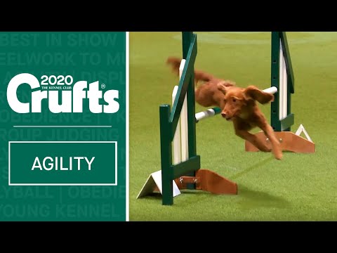 Agility – Championship Final | Crufts 2020