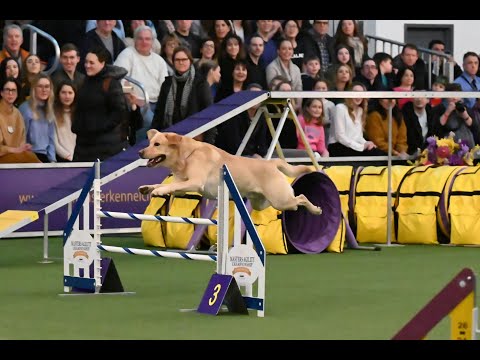 Best of Masters Agility Championship at Westminster | WKC