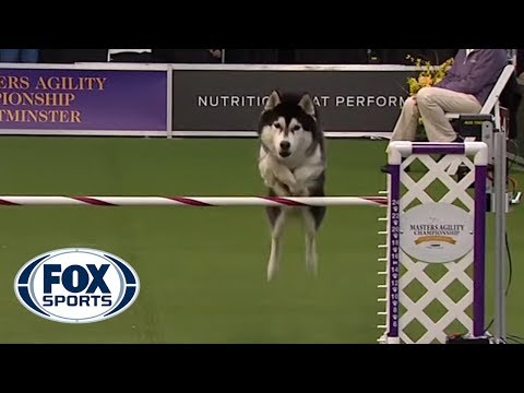 ‘Lobo’ the Siberian Husky goes off script in the 24 inch class of agility competition | FOX SPORTS