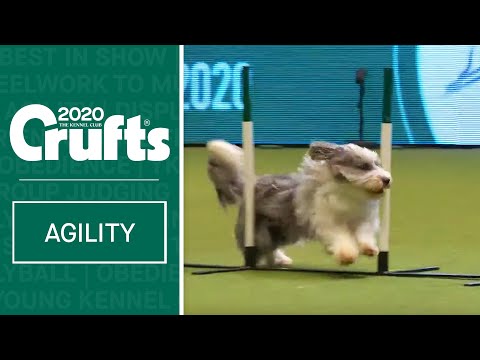 Agility – Crufts Singles Final: Small, Medium and Large (Agility) | ​Crufts 2020