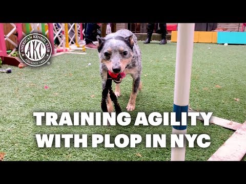 Training Agility with Plop in Manhattan Backyard