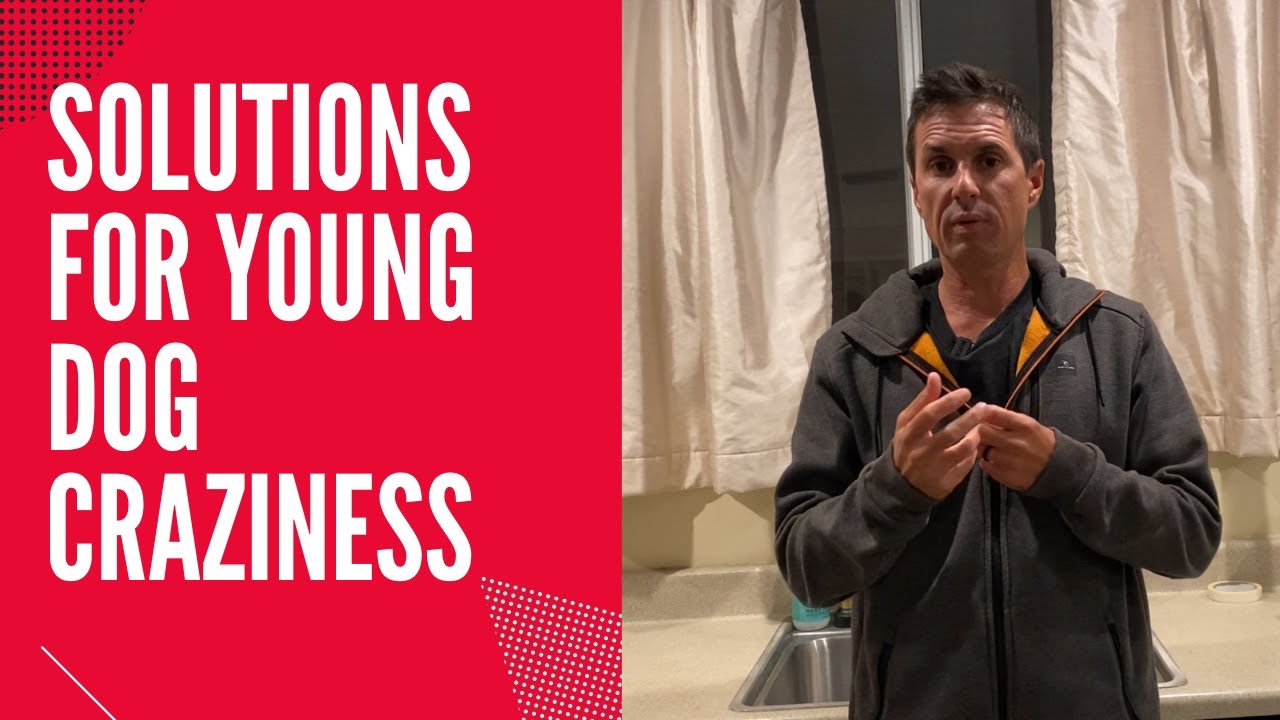 How to help jumping, nipping or any other obnoxious behavior Jerky