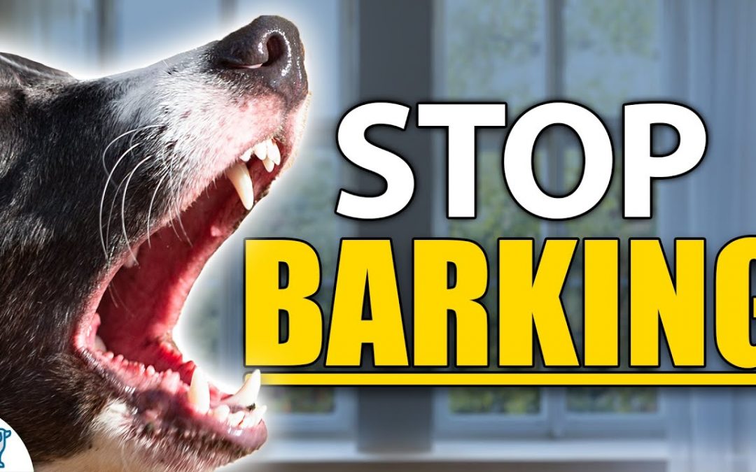 STOP Your Dog From Barking Indoors – Complete Guide