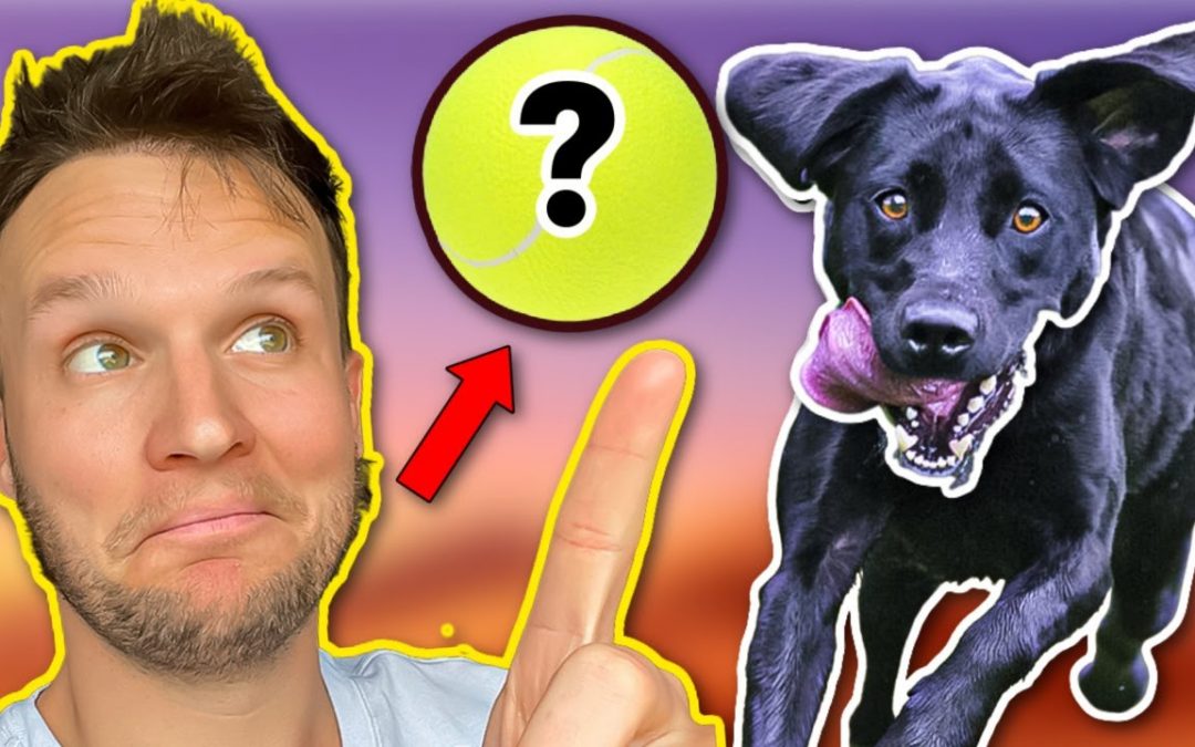 UNLOCK YOUR PUPPY/DOG’S DREAM TRAINING WITH THIS!