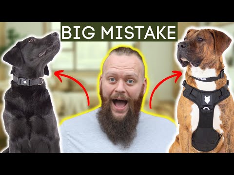 Dog Training Mistakes In ‘Teenage Phase’