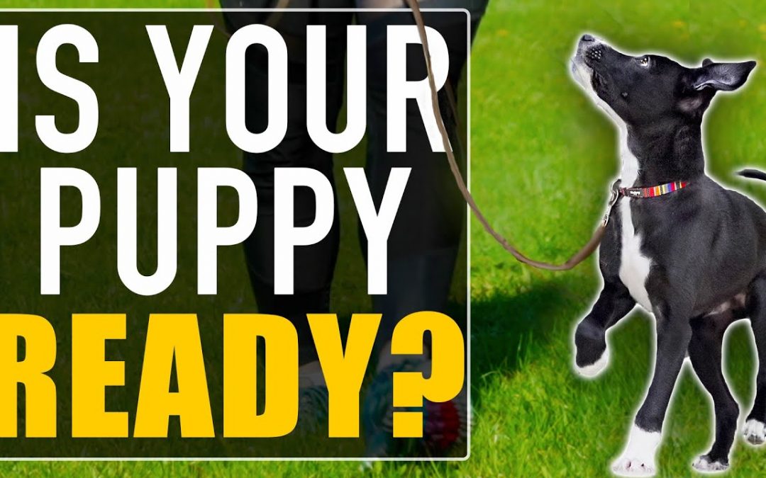 Don’t Make THIS Mistake At The End Of Your “Puppy Training”