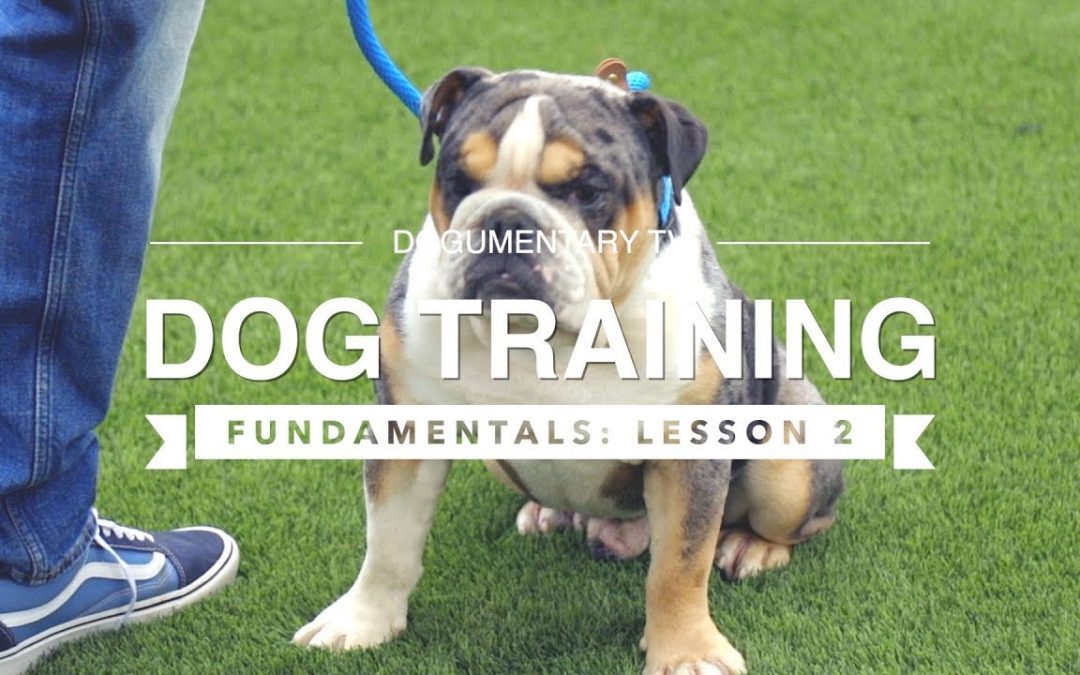 DOG TRAINING FUNDAMENTALS: LESSON 2 RECALL