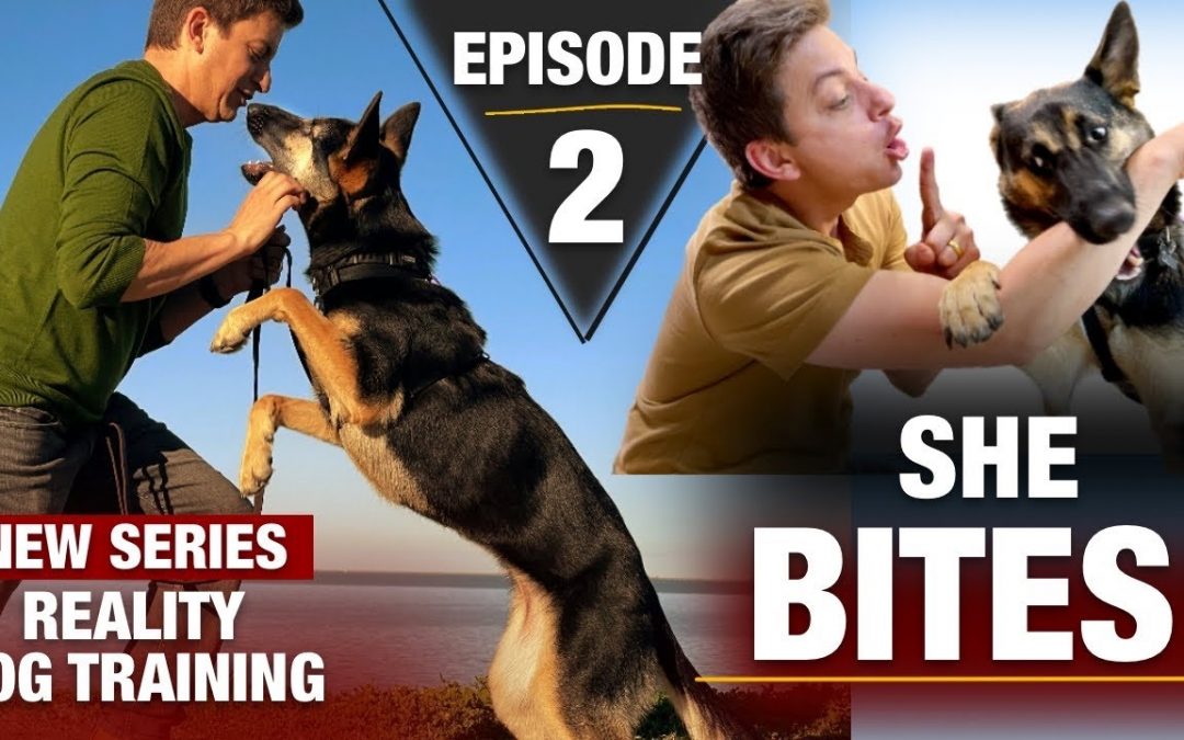 Where to Start with a TOTALLY UNTRAINED DOG: Reality Dog Training Episode 2