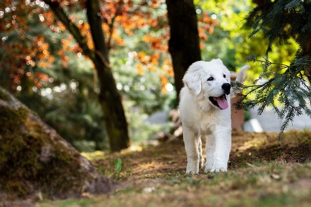Training Your Dog? Try These Ideas For 100% Success