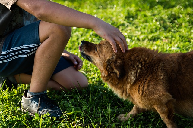 Ways You To Can Be More Effective With Your Training Your Dog